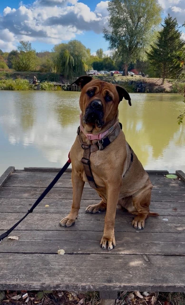 Lacey, female 5yo Mastiff for adoption at All Dogs Matter, London