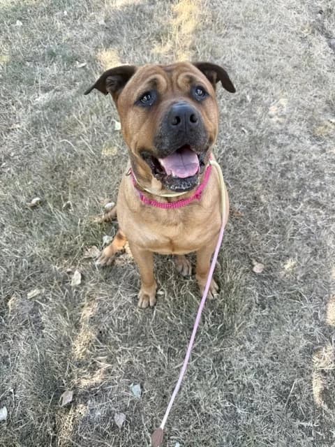 Lacey, female 5yo Mastiff for adoption at All Dogs Matter, London