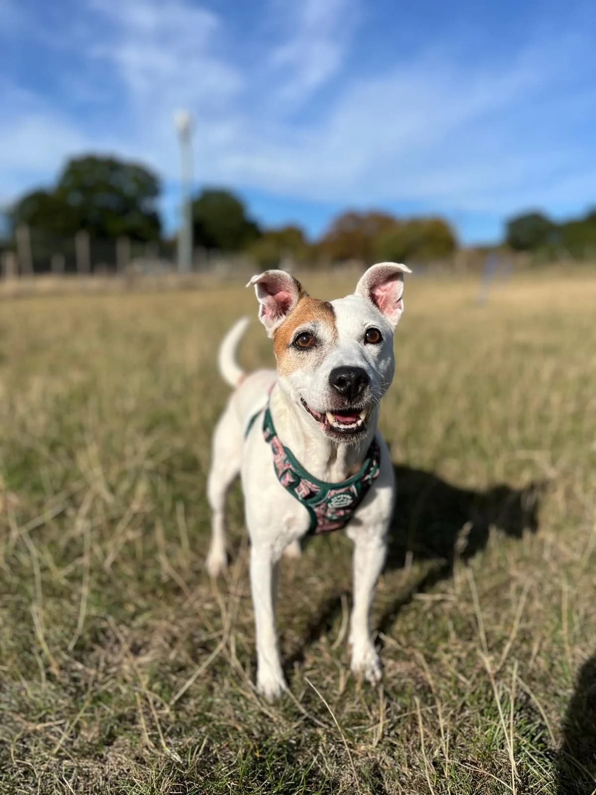 Laila, female 5yo Staffordshire Bull Terrier for adoption at All Dogs Matter, London