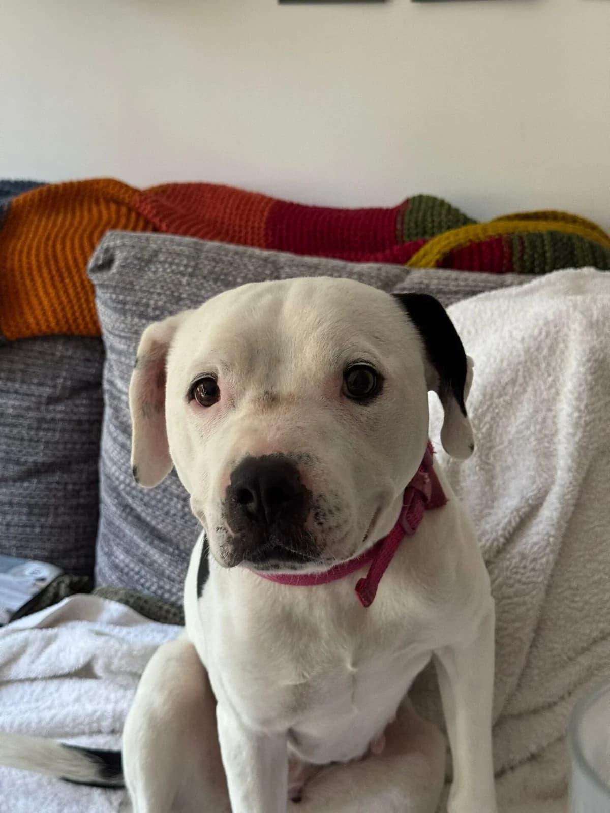 Lillie, female senior mixed breed for adoption at All Dogs Matter, London