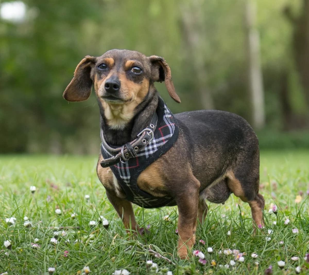 Mabel, female 6yo mixed breed for adoption at All Dogs Matter, London