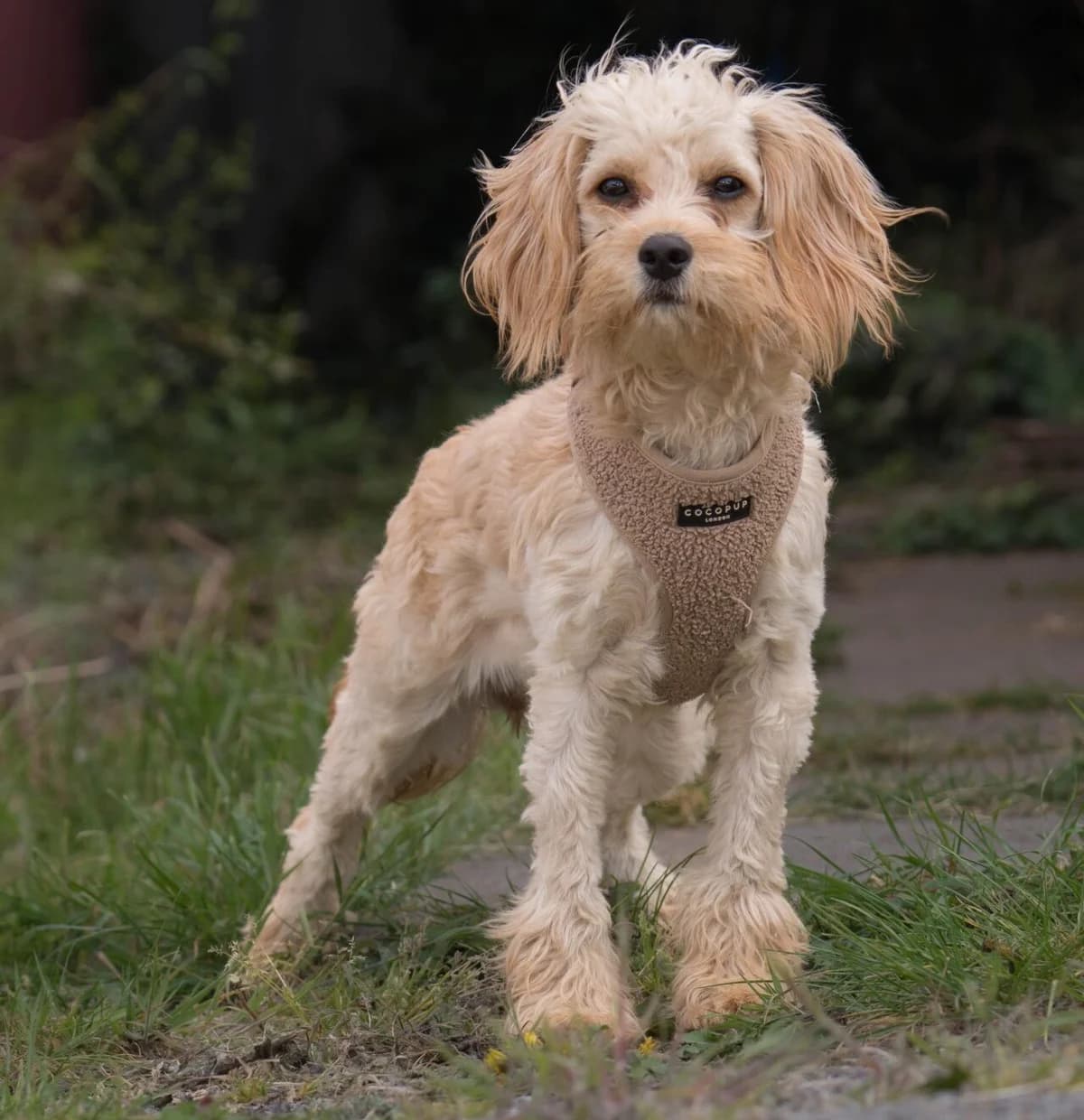 Maggie, female 3yo mixed breed for adoption at All Dogs Matter, London