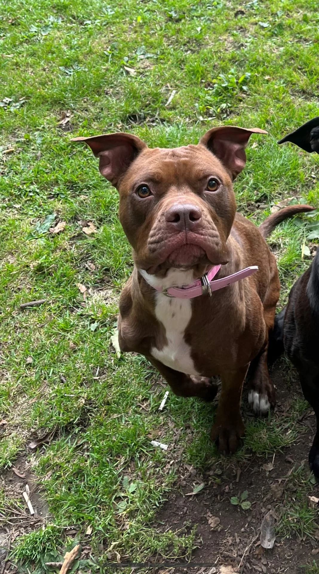 Margo, female 5yo Staffordshire Bull Terrier for adoption at All Dogs Matter, London