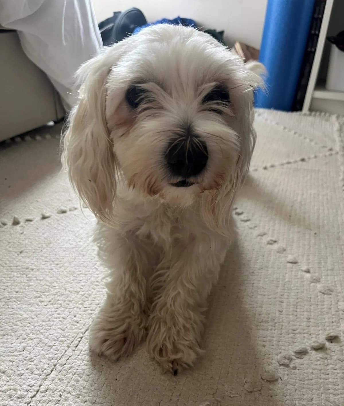 Mia, female young mixed breed for adoption at All Dogs Matter, London