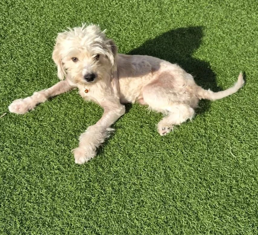 Mutley, female young Maltese for adoption at All Dogs Matter, London
