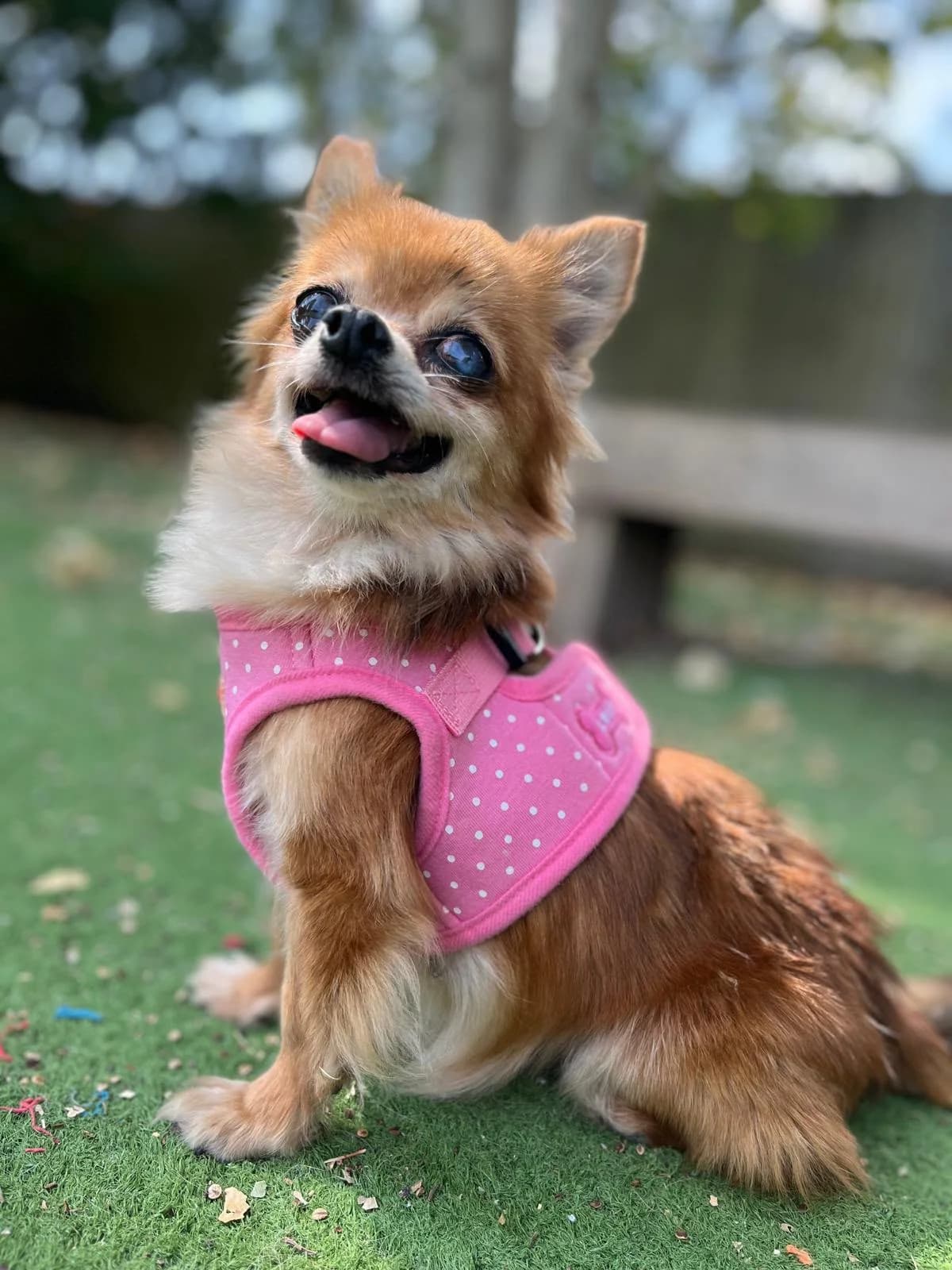 Na’vi, female senior Chihuahua for adoption at All Dogs Matter, London