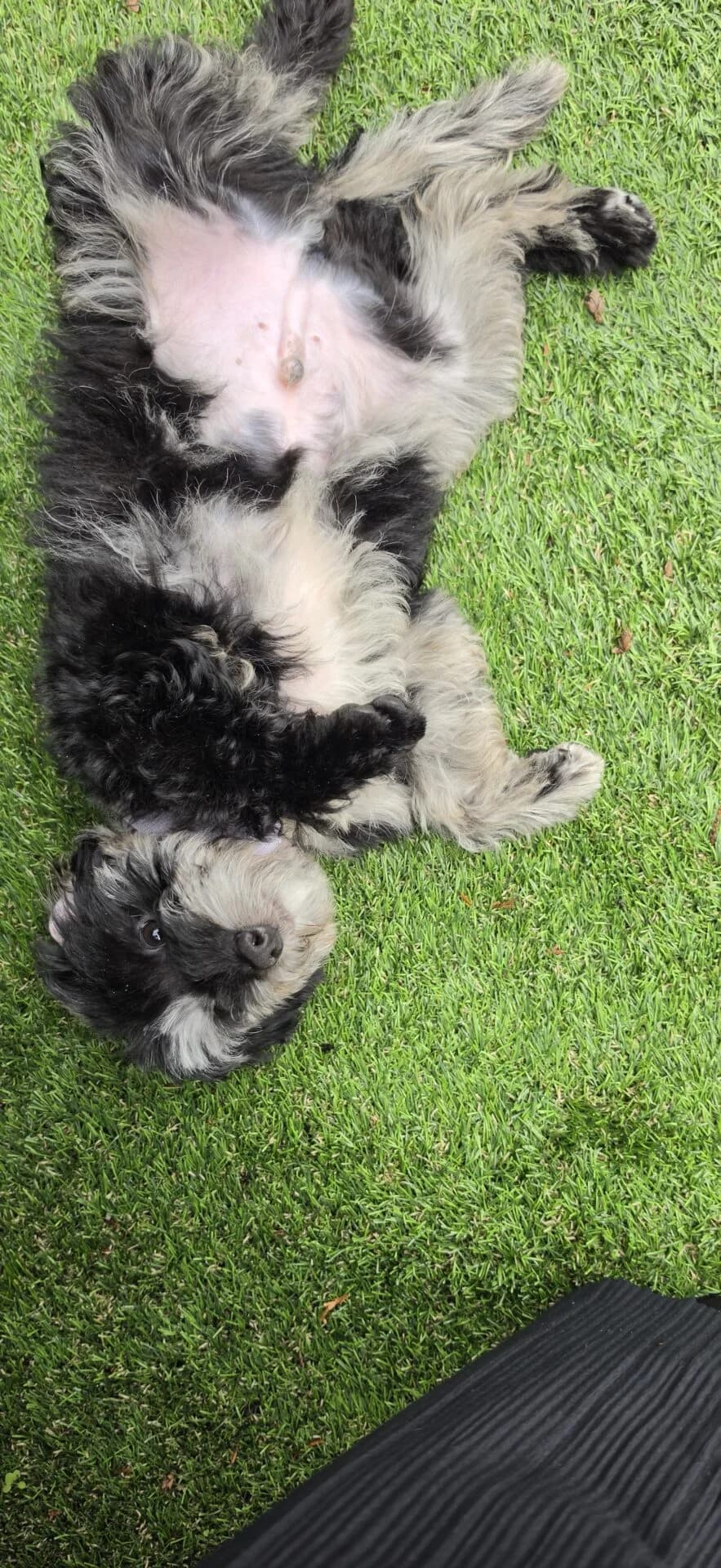 Nido, female 5yo Cockapoo for adoption at All Dogs Matter, London