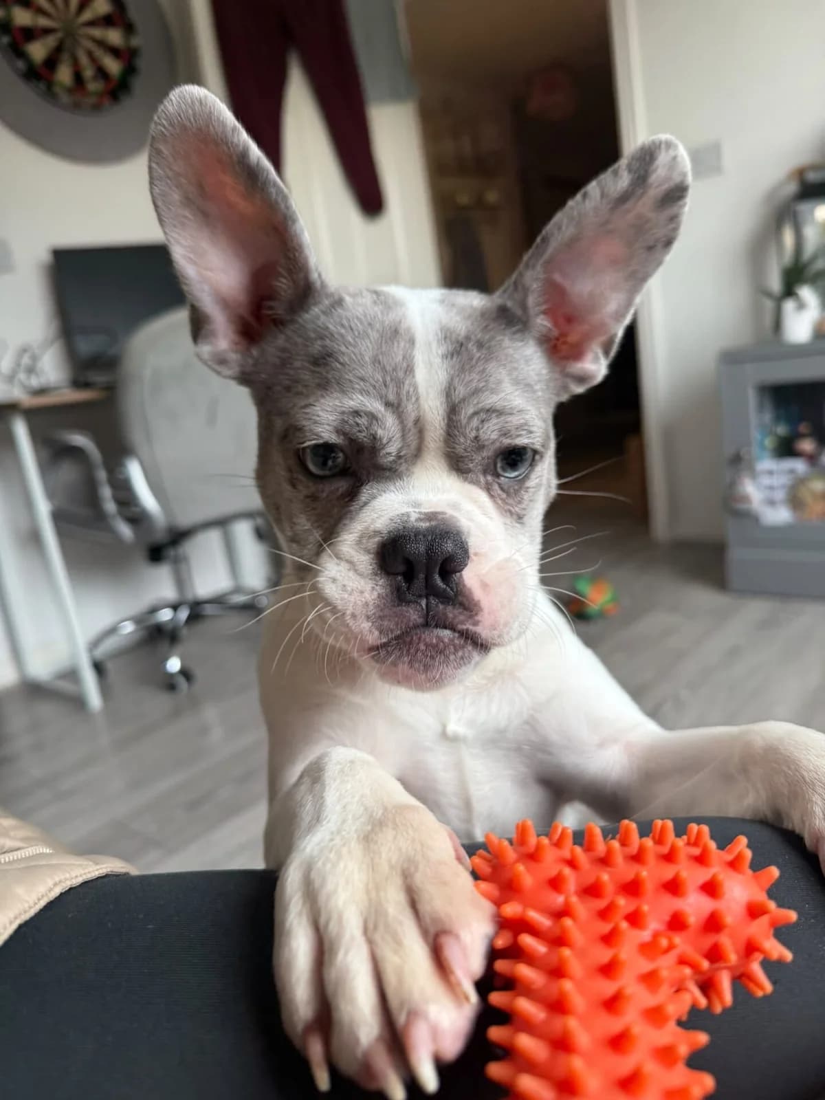 Nugget, female senior French Bulldog for adoption at All Dogs Matter, London