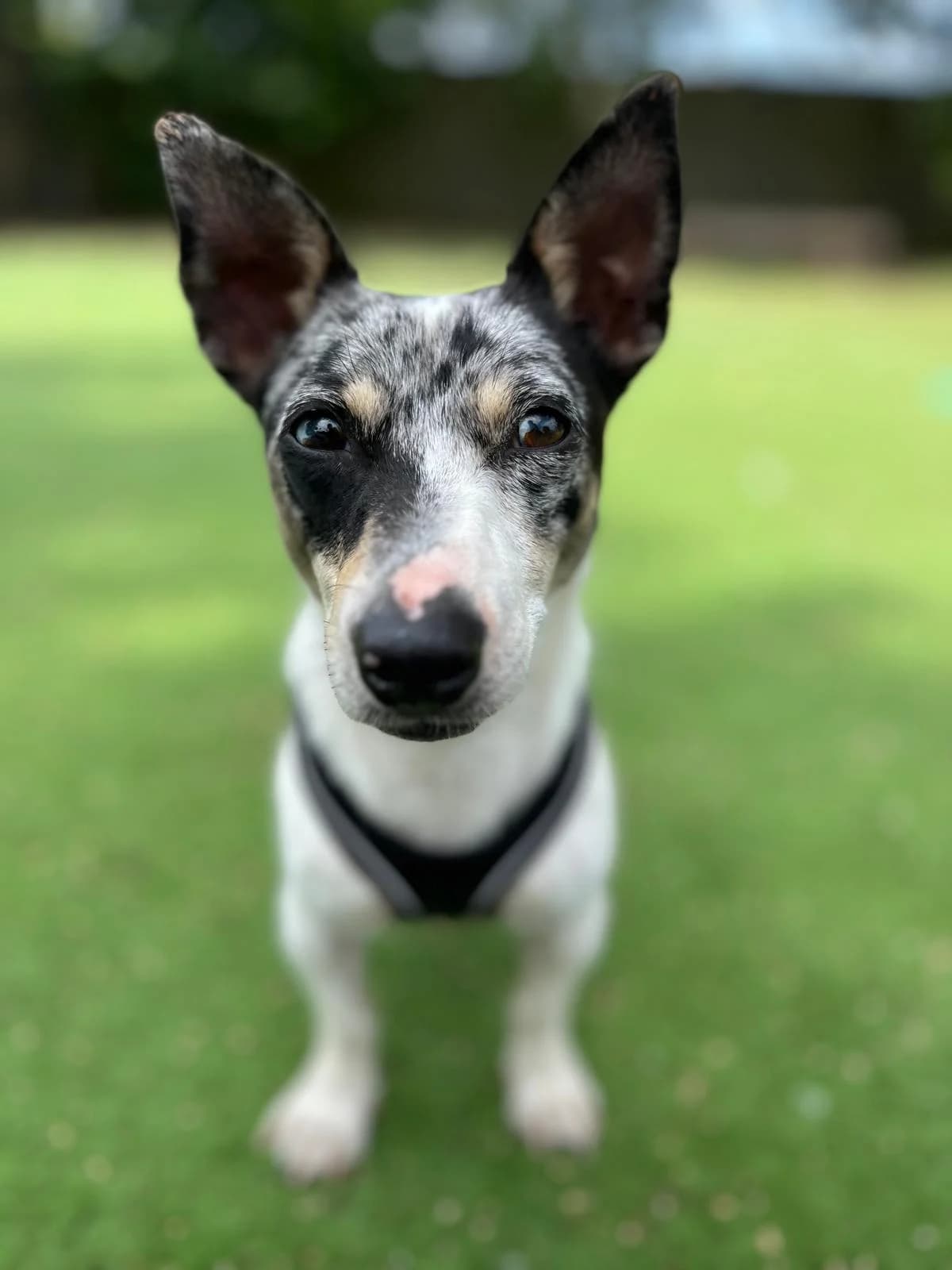 Pedro, female 3yo mixed breed for adoption at All Dogs Matter, London