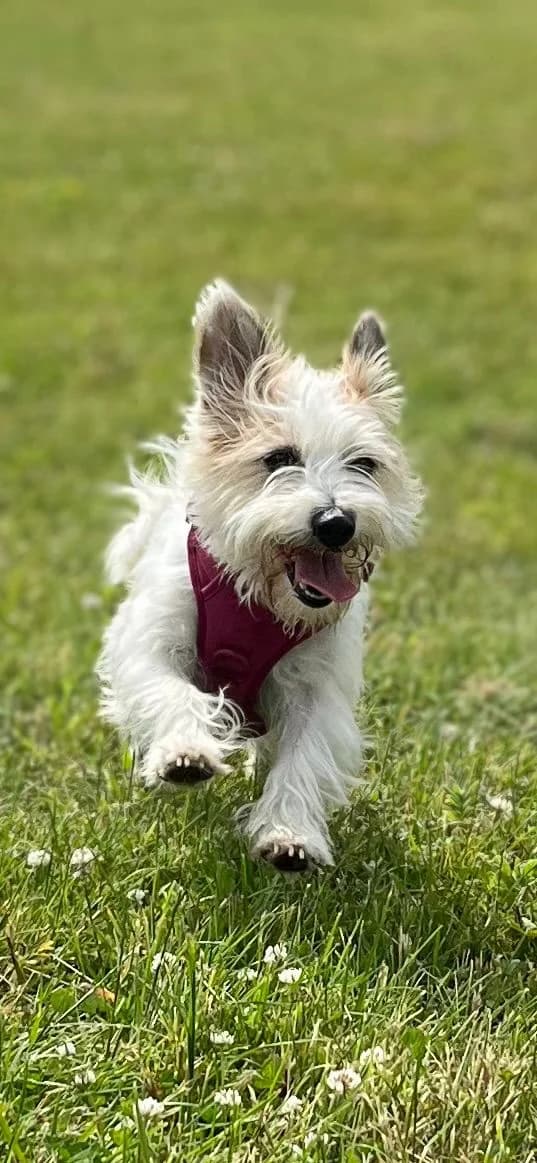 Peggy, female young mixed breed for adoption at All Dogs Matter, London