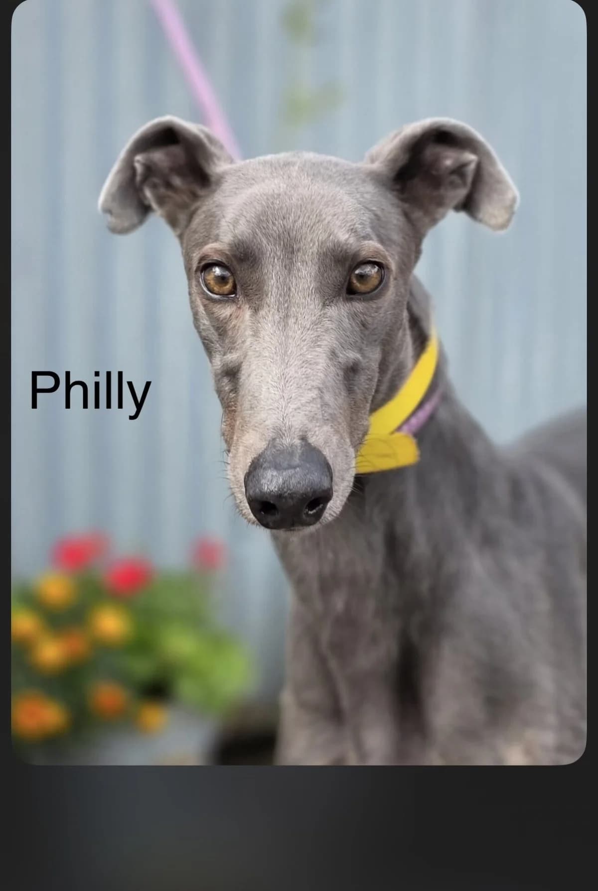 Phillip, female 4yo Greyhound for adoption at All Dogs Matter, London