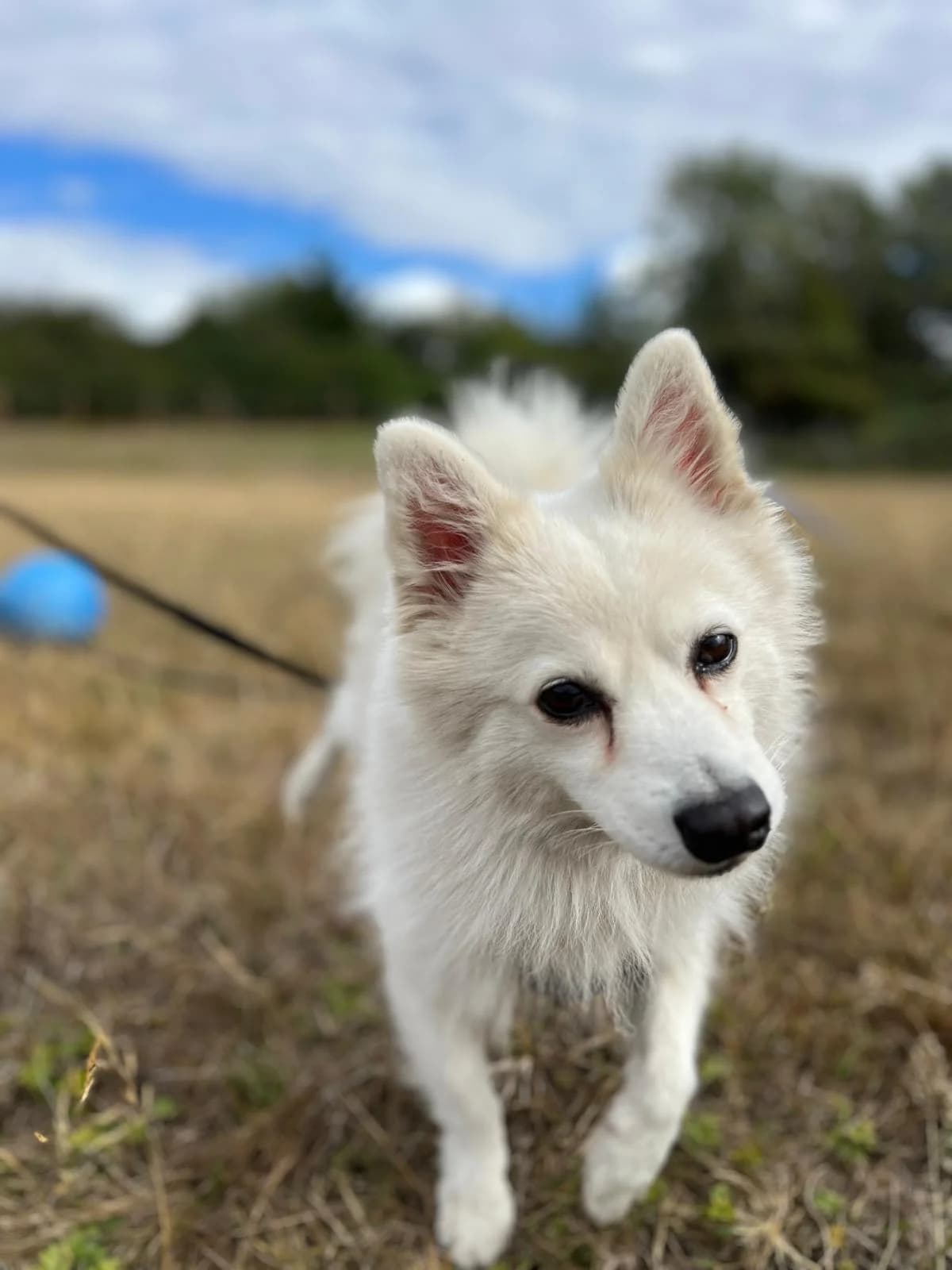 Pop-pop, female young mixed breed for adoption at All Dogs Matter, London