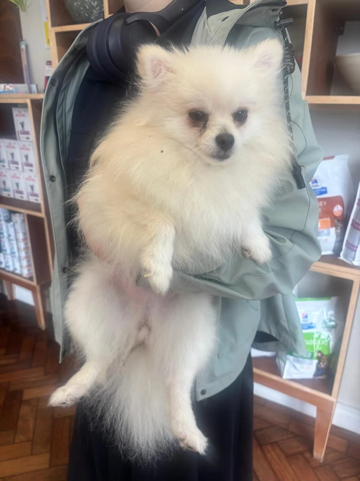 Puffy, female young Pomeranian for adoption at All Dogs Matter, London