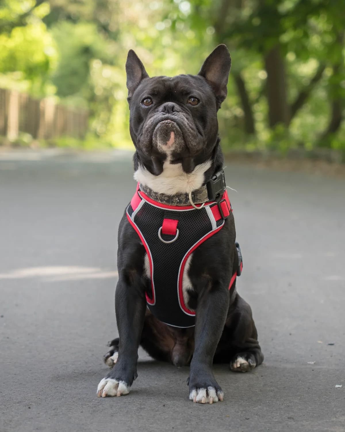 Rex, female 4yo mixed breed for adoption at All Dogs Matter, London