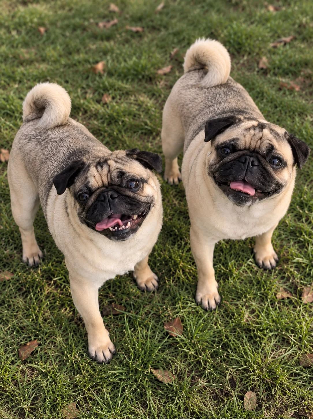 Rhubarb and Custard, female young Pug for adoption at All Dogs Matter, London