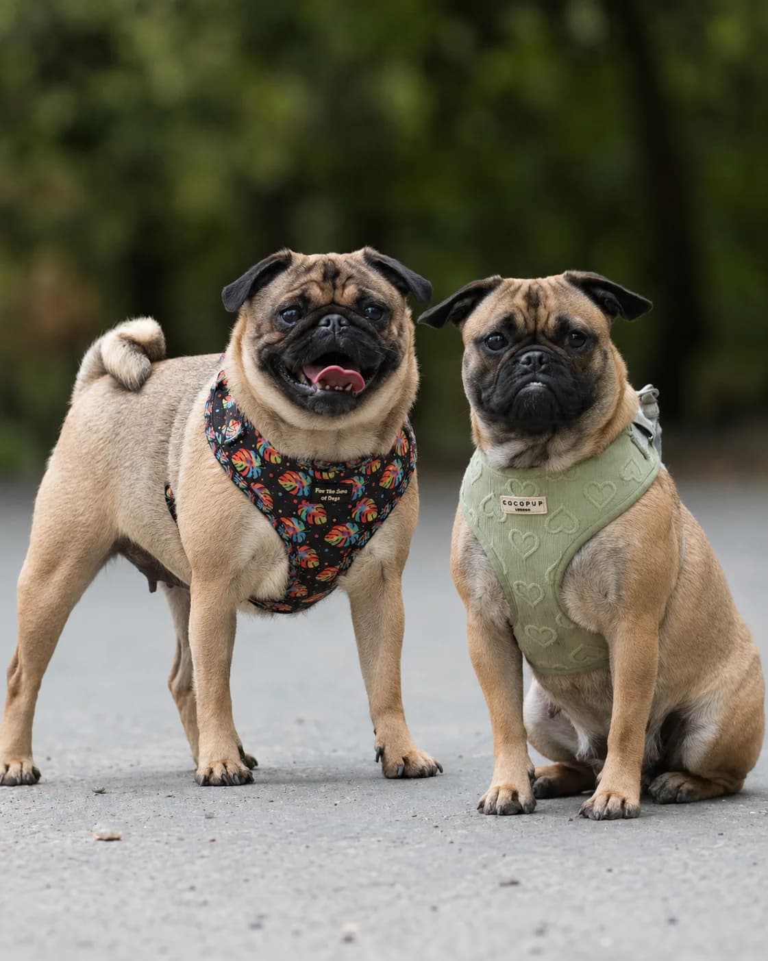 Rhubarb and Custard, female young French Bulldog for adoption at All Dogs Matter, London