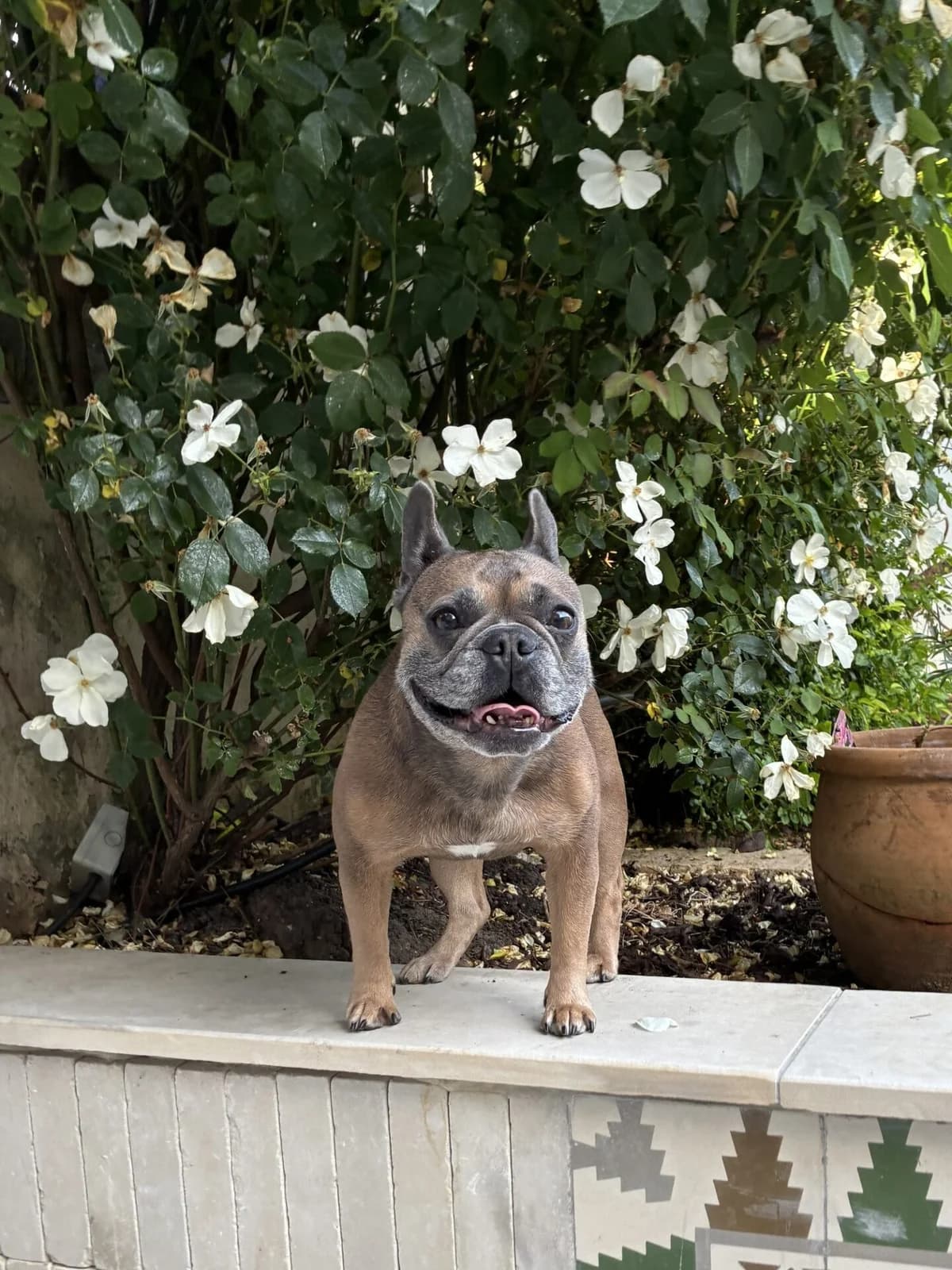 Ruby, female 7yo English Bulldog for adoption at All Dogs Matter, London