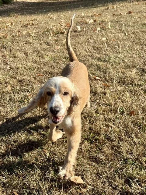 Safi, female 3yo mixed breed for adoption at All Dogs Matter, London