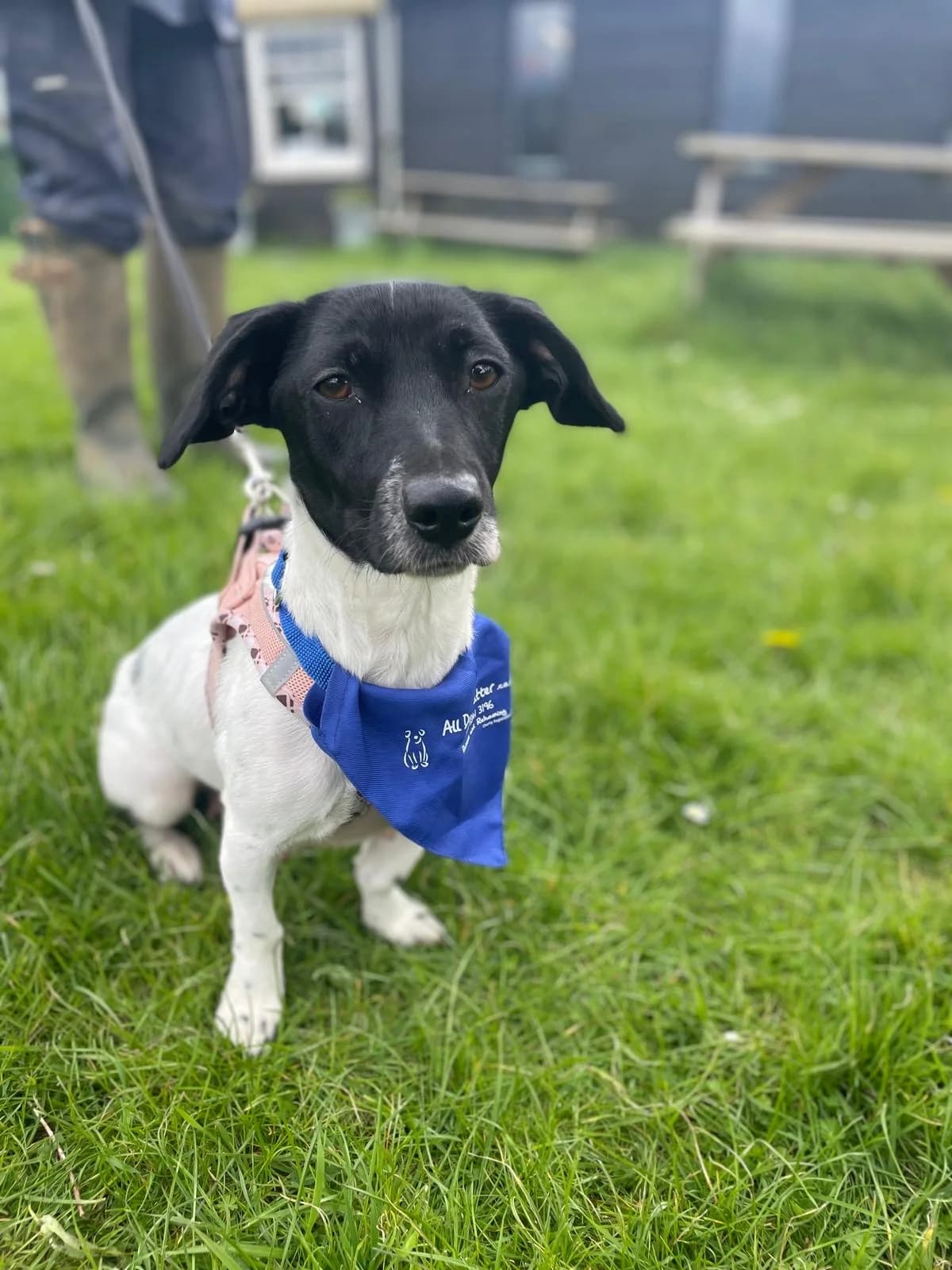 Sally, female 4yo mixed breed for adoption at All Dogs Matter, London