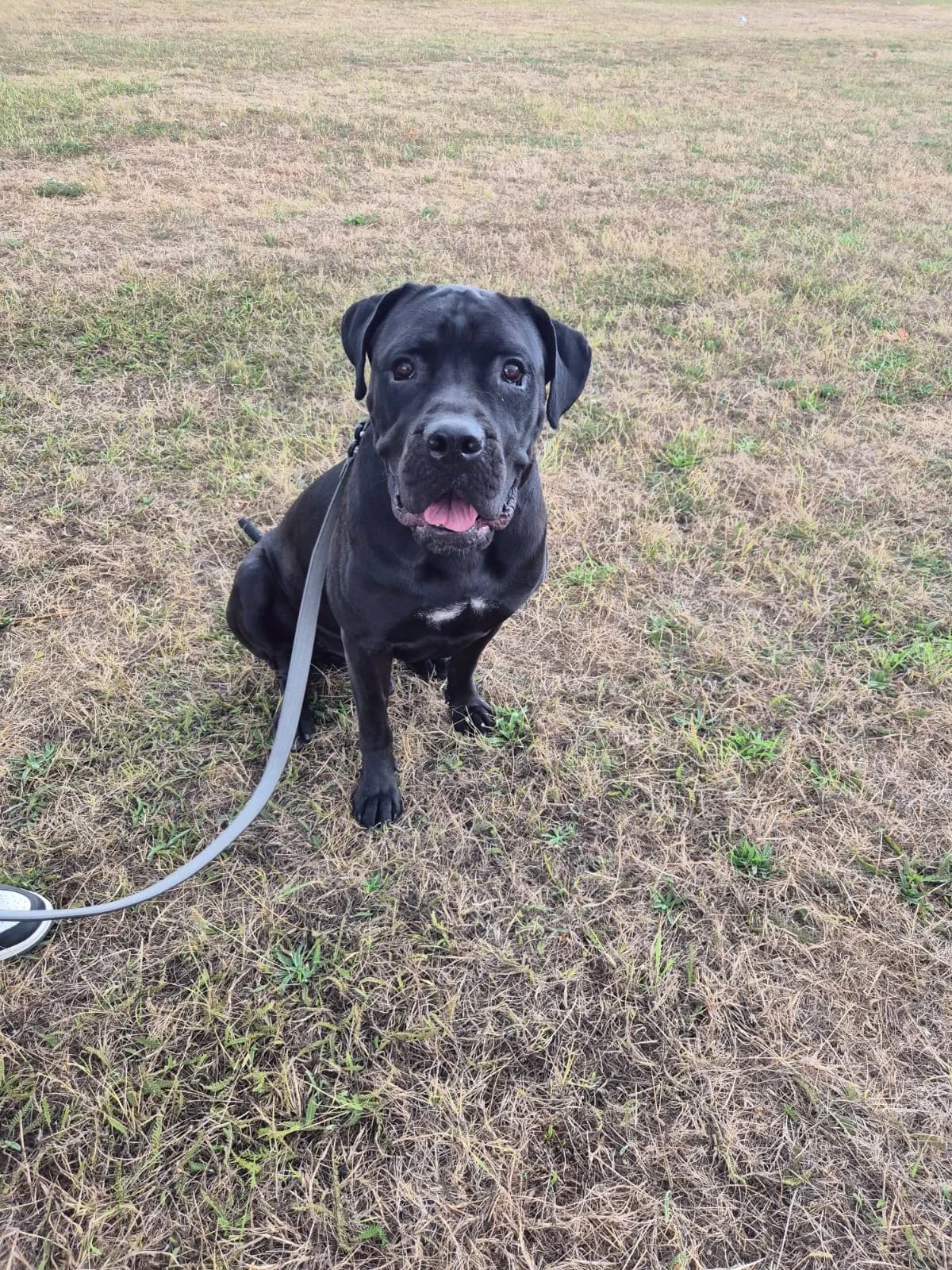 Shadow, female 3yo Mastiff for adoption at All Dogs Matter, London