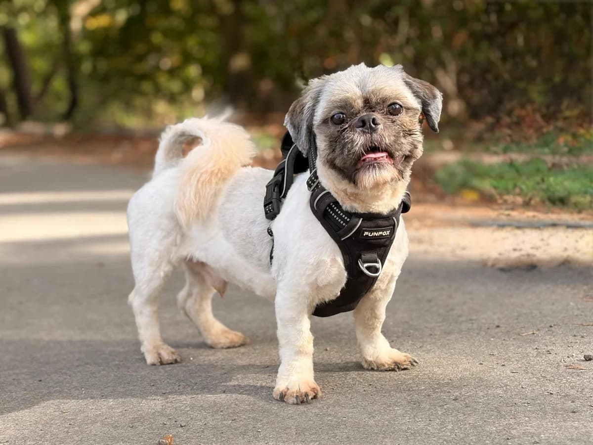 Theodore, female young Shih Tzu for adoption at All Dogs Matter, London