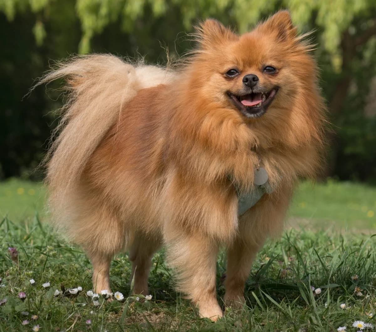 Toby, female 4yo mixed breed for adoption at All Dogs Matter, London