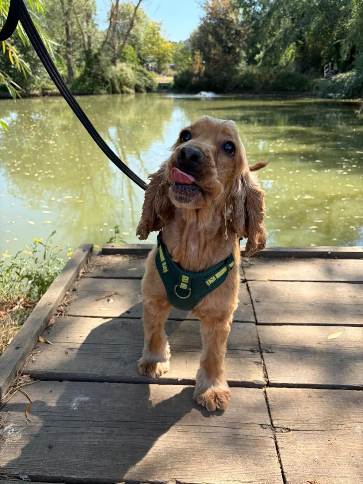 Ziggy, female 5yo mixed breed for adoption at All Dogs Matter, London