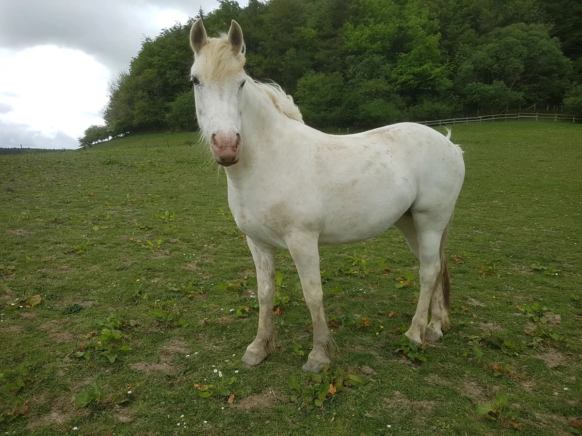 Izzy, female senior Mixed Breed for adoption at All For Horses Rescue and Rehoming