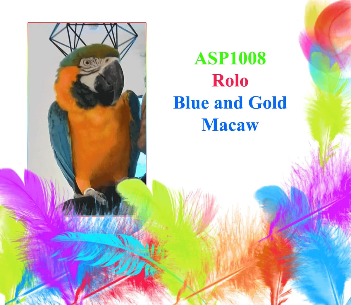 Rolo, mixed breed for adoption at All Star Parrots Rescue and Rehoming
