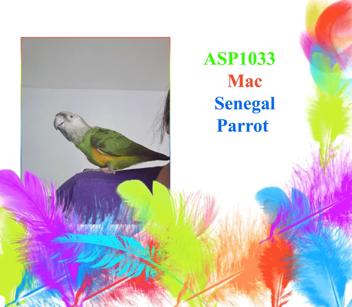 Mac, mixed breed for adoption at All Star Parrots Rescue and Rehoming