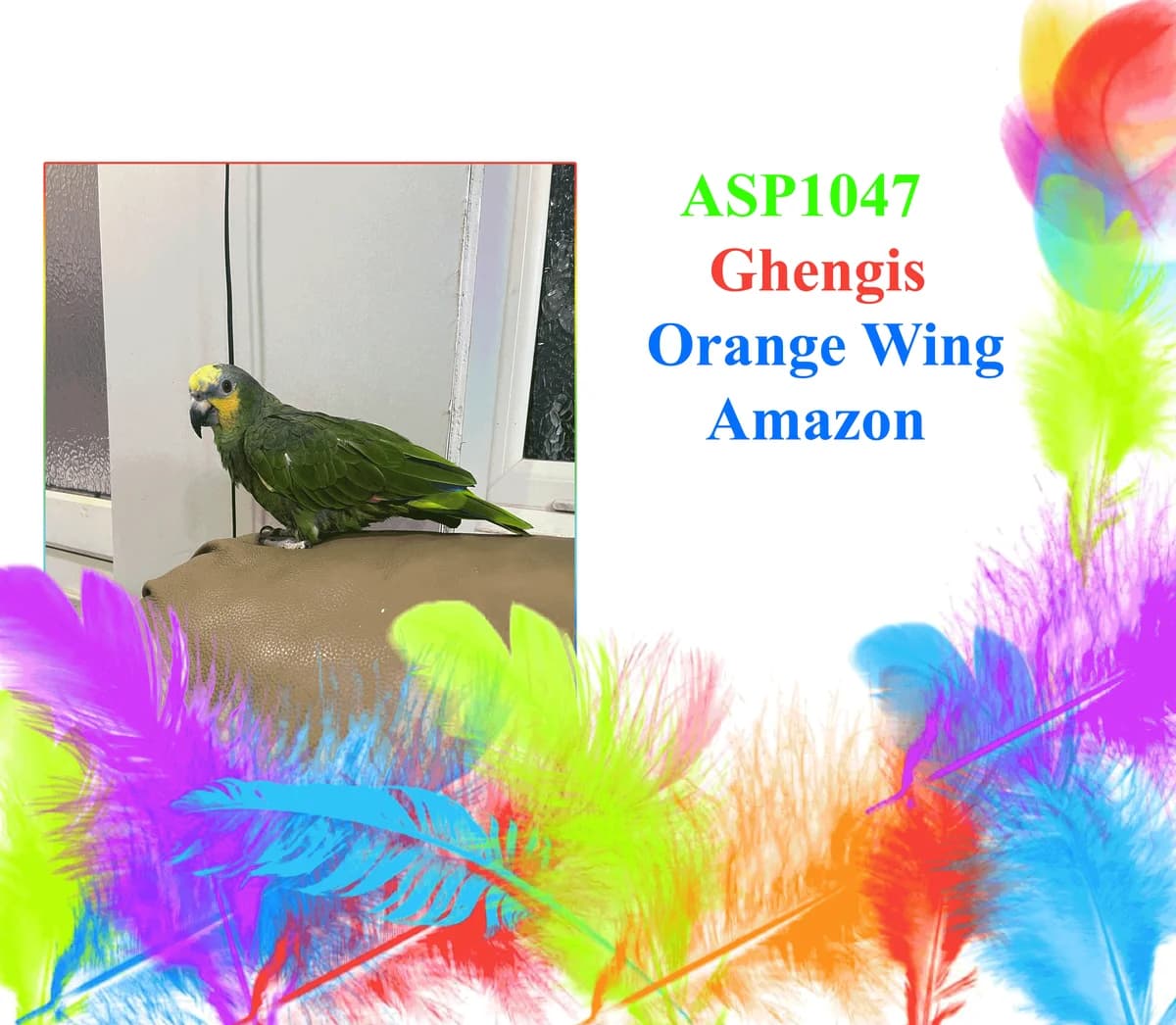Ghengis, mixed breed for adoption at All Star Parrots Rescue and Rehoming