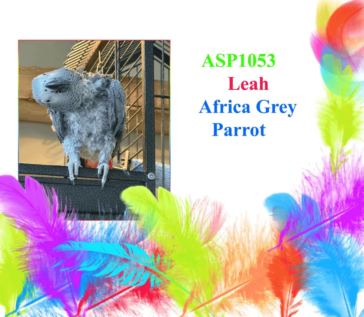 Lihca (Leah ), mixed breed for adoption at All Star Parrots Rescue and Rehoming