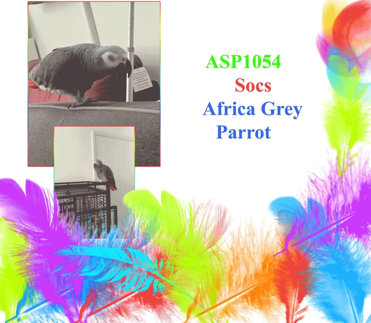 Socs, mixed breed for adoption at All Star Parrots Rescue and Rehoming