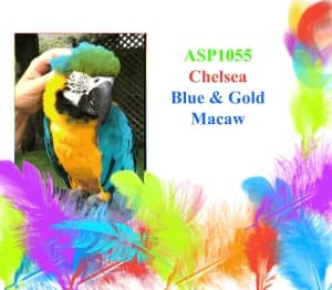 Chelsea, mixed breed for adoption at All Star Parrots Rescue and Rehoming