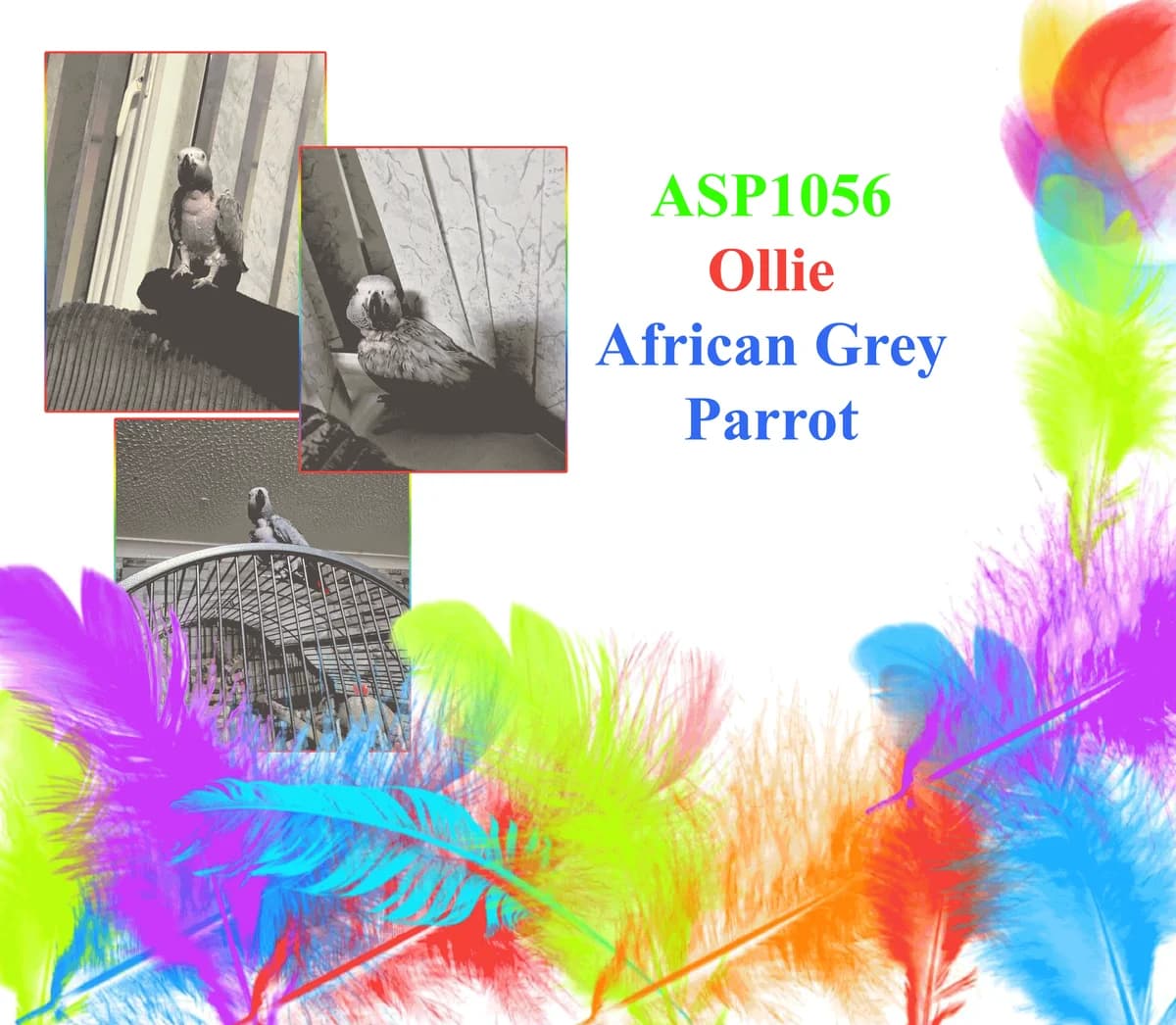 Ollie, female mixed breed for adoption at All Star Parrots Rescue and Rehoming