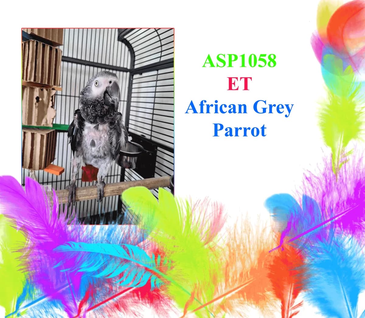ET, mixed breed for adoption at All Star Parrots Rescue and Rehoming