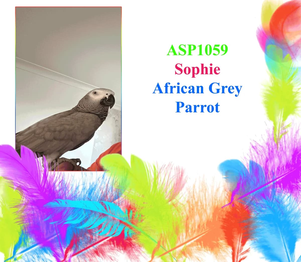 Sophie, mixed breed for adoption at All Star Parrots Rescue and Rehoming