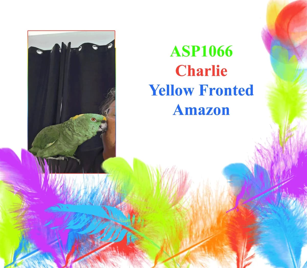 Charlie, mixed breed for adoption at All Star Parrots Rescue and Rehoming
