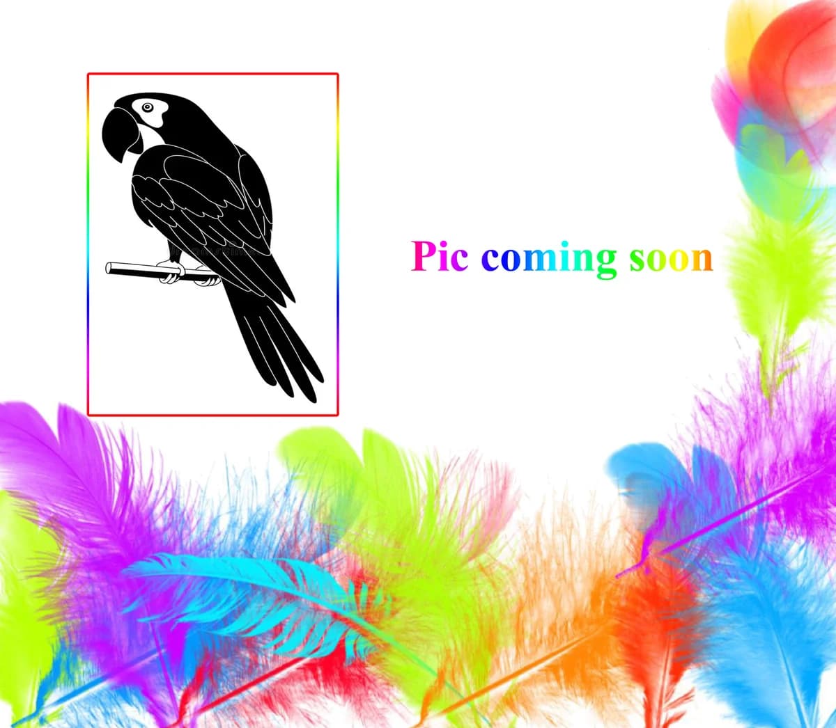 Fluffy, mixed breed for adoption at All Star Parrots Rescue and Rehoming