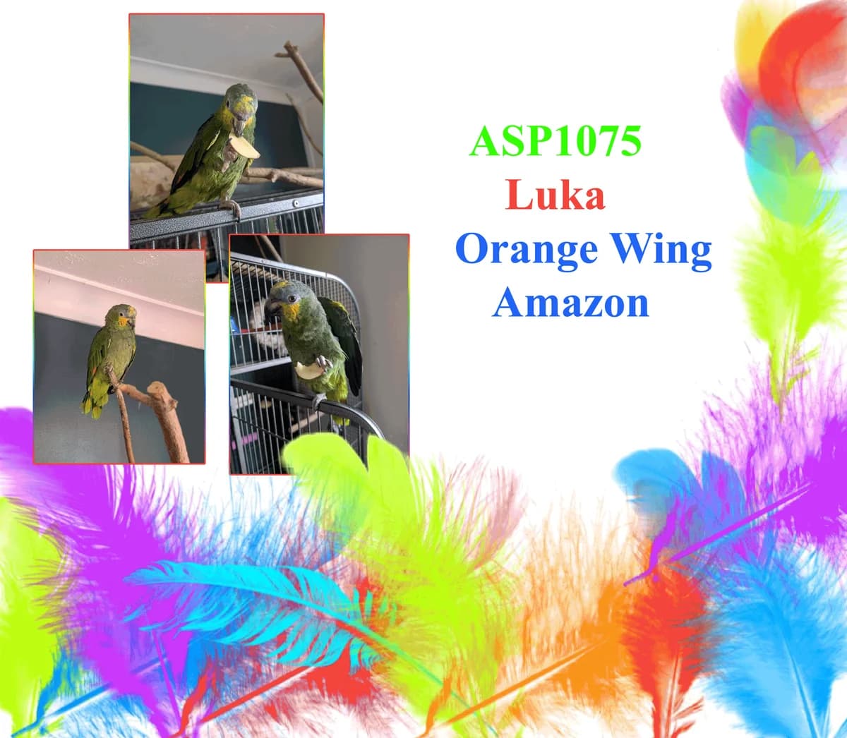 Luka, mixed breed for adoption at All Star Parrots Rescue and Rehoming