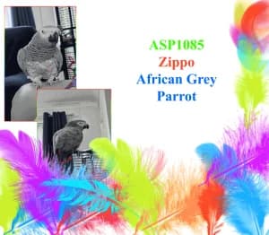 Zippo, female mixed breed for adoption at All Star Parrots Rescue and Rehoming