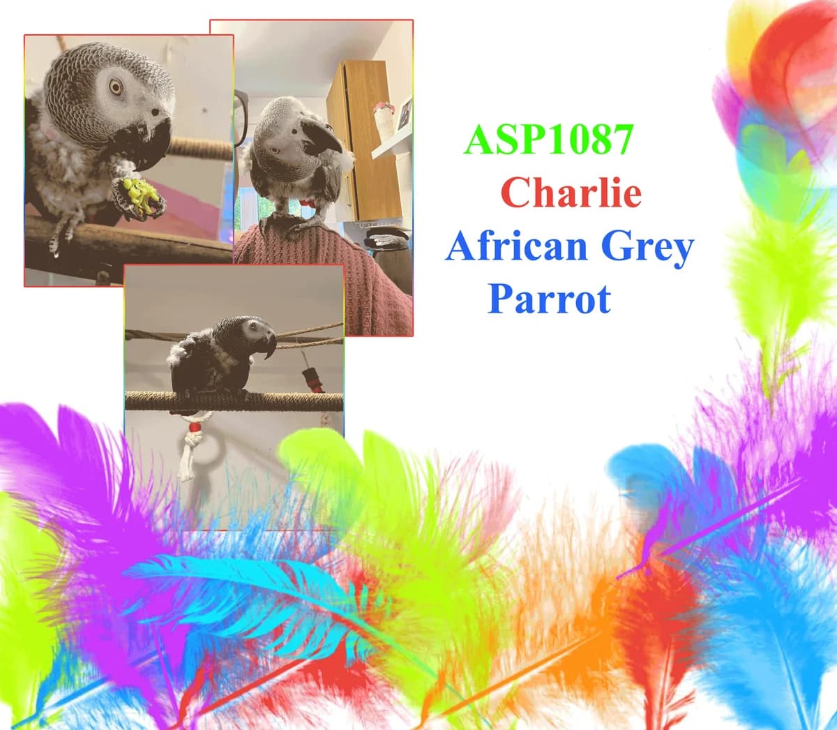 Charlie, mixed breed for adoption at All Star Parrots Rescue and Rehoming