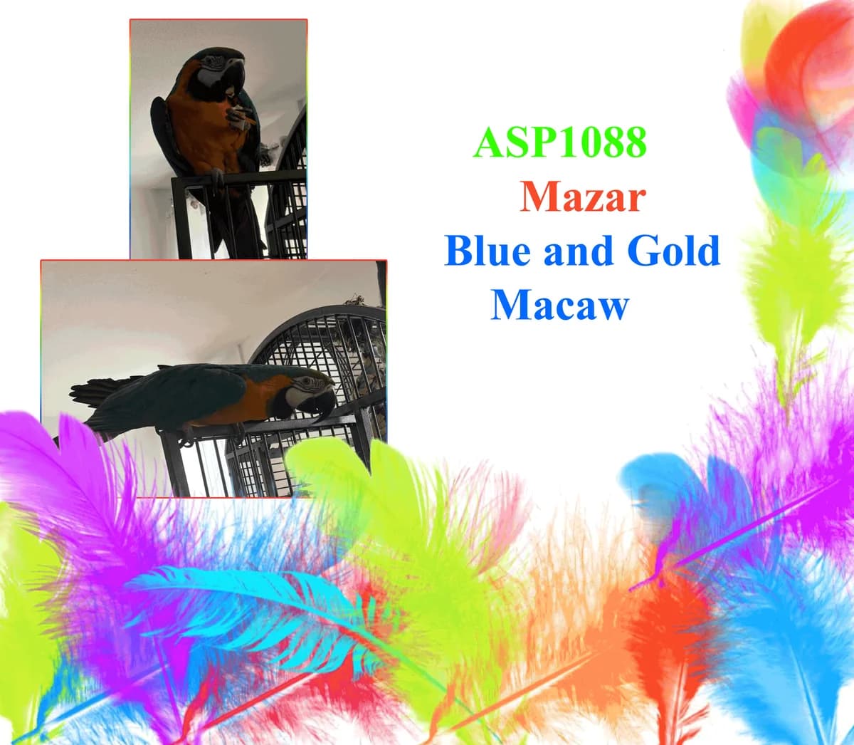 Mazar, female mixed breed for adoption at All Star Parrots Rescue and Rehoming