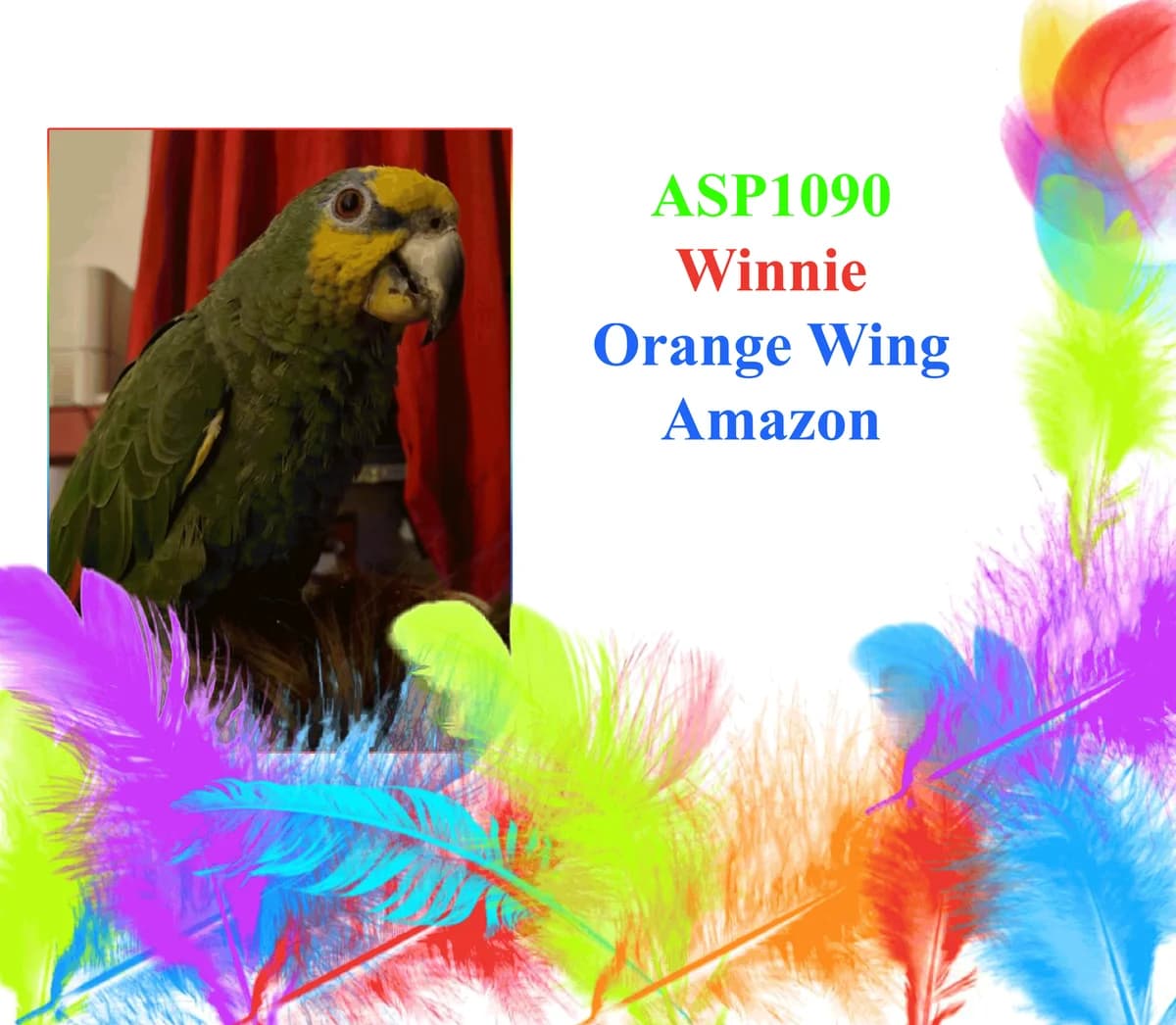 Winnie, mixed breed for adoption at All Star Parrots Rescue and Rehoming