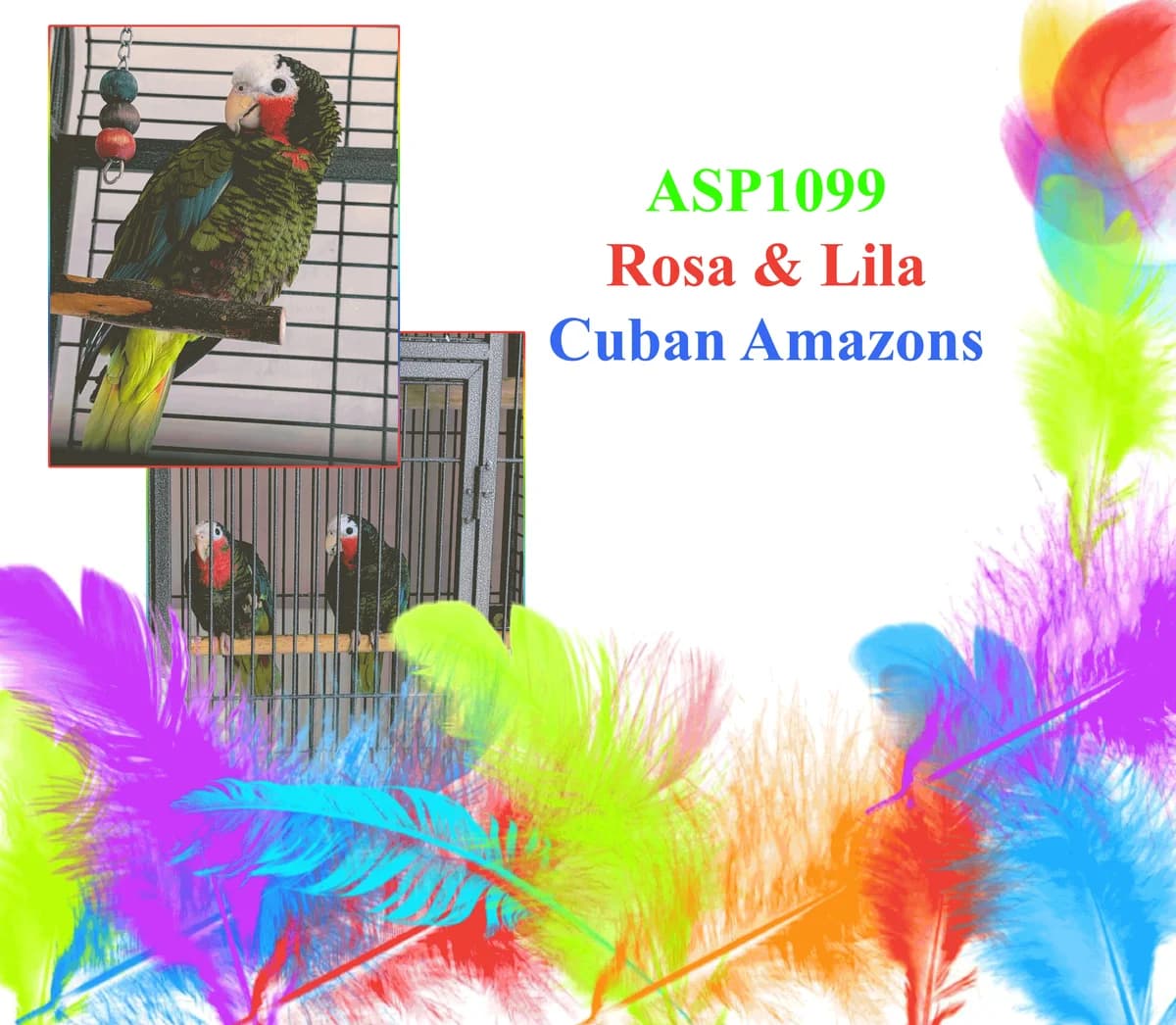 ASP1099 Rosa and Lila, female mixed breed for adoption at All Star Parrots Rescue and Rehoming