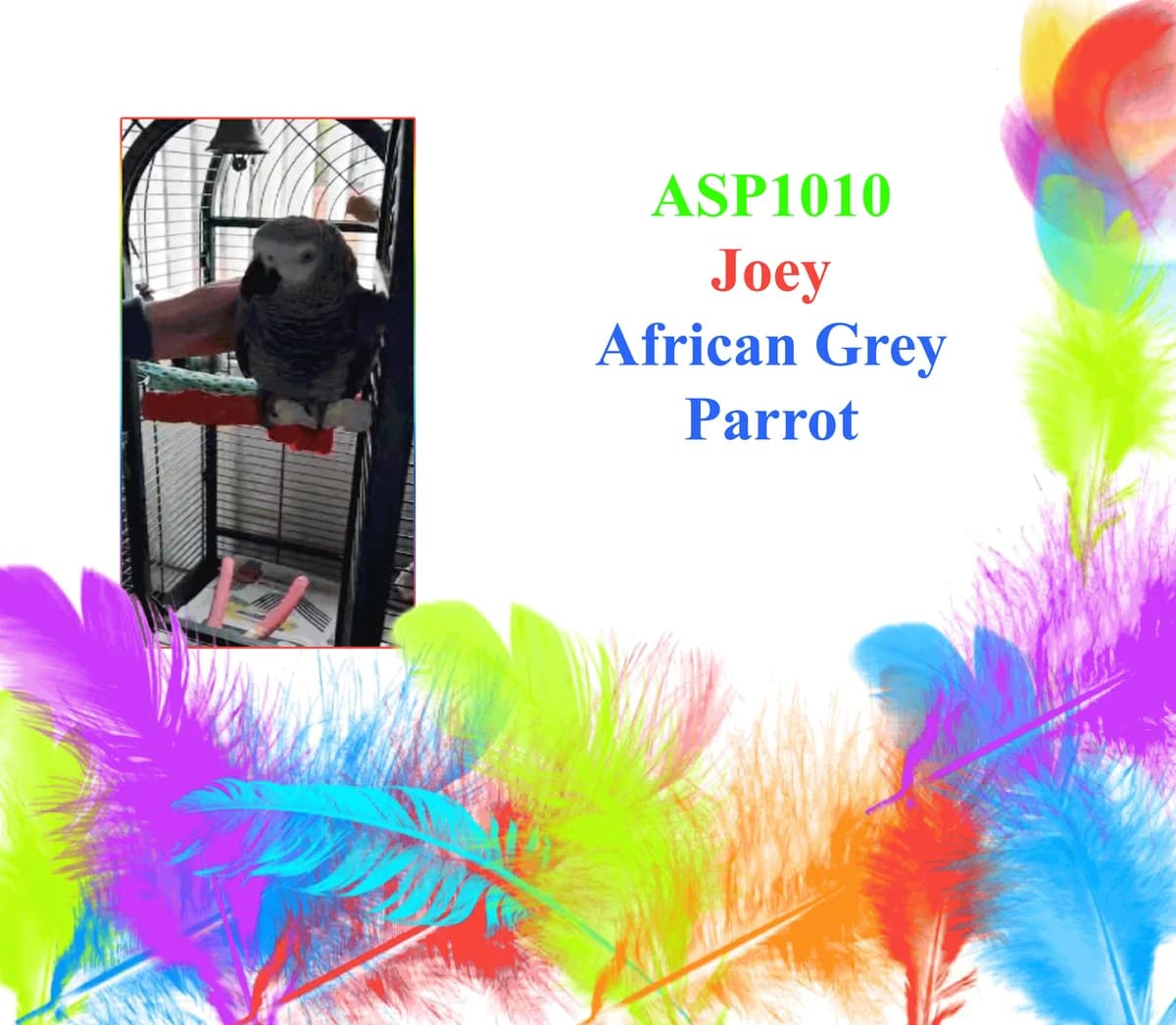 Joey, female mixed breed for adoption at All Star Parrots Rescue and Rehoming