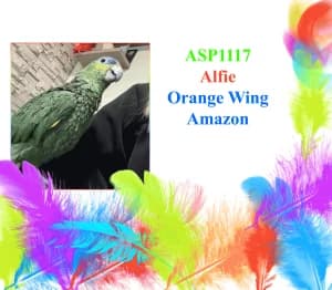 Alfie, male mixed breed for adoption at All Star Parrots Rescue and Rehoming
