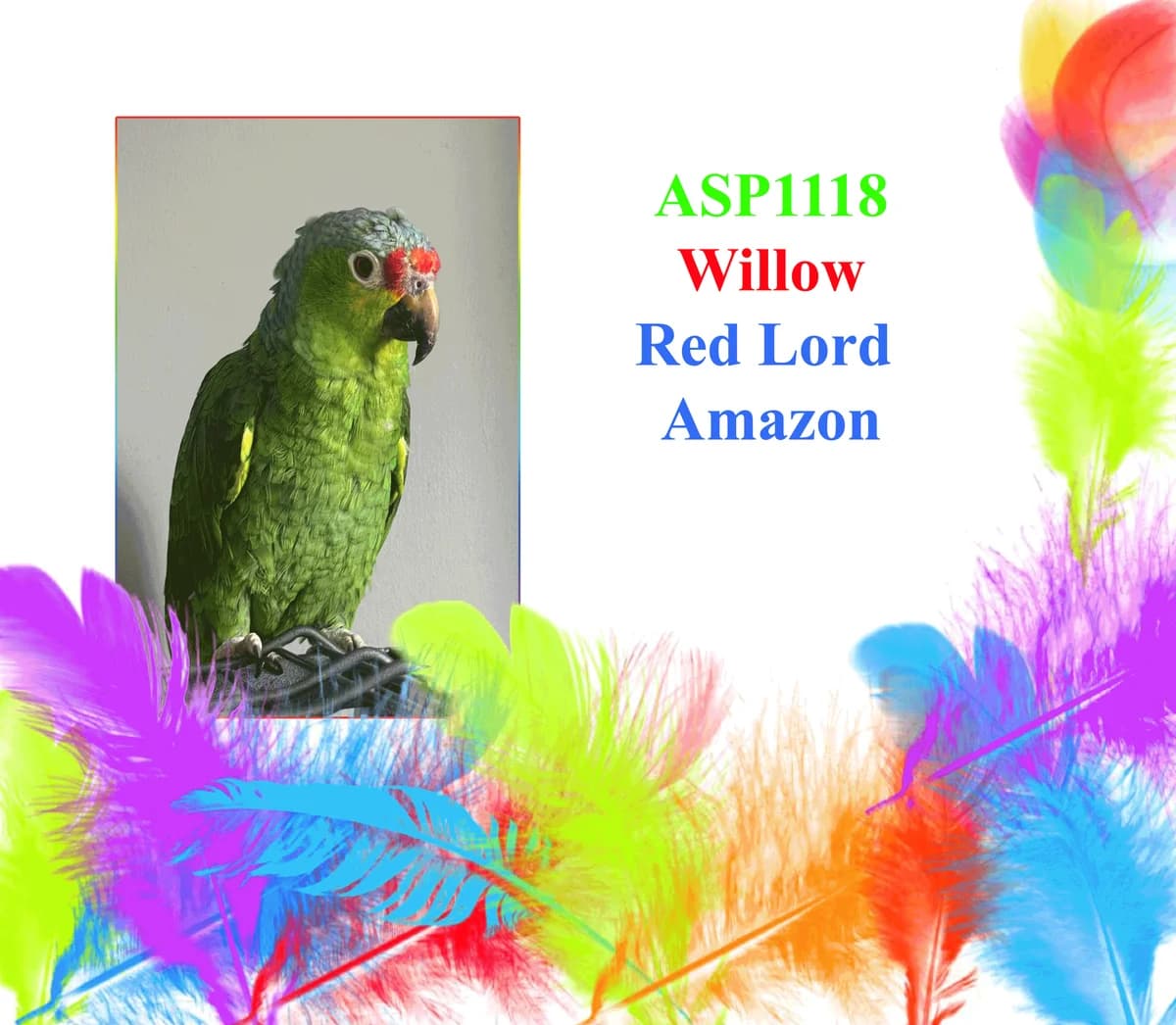 Willow, mixed breed for adoption at All Star Parrots Rescue and Rehoming
