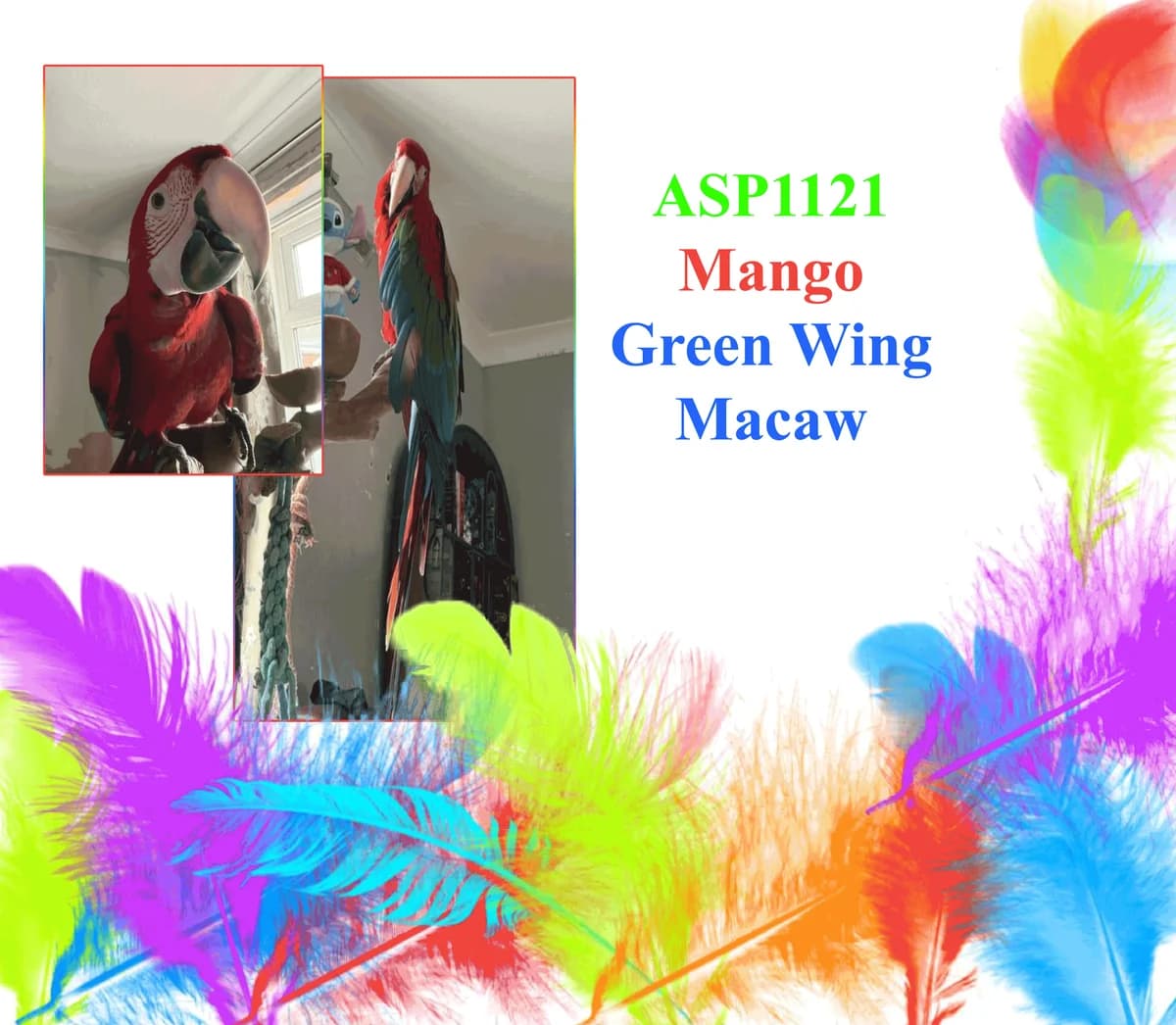 Mango, mixed breed for adoption at All Star Parrots Rescue and Rehoming