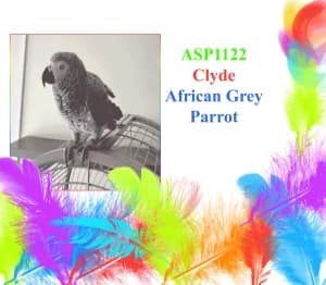 Clyde, female mixed breed for adoption at All Star Parrots Rescue and Rehoming